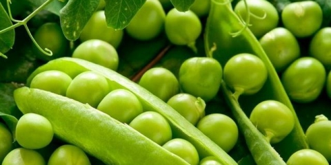 Sadnja graška na otvorenom tlu u predgrađu